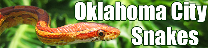Oklahoma City snake